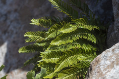 Polystichum imbricans