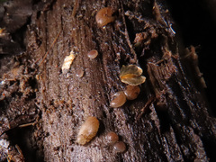 Adelphella babingtonii