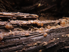 Adelphella babingtonii