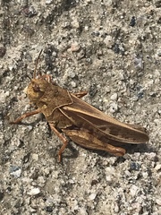 Pardalophora apiculata