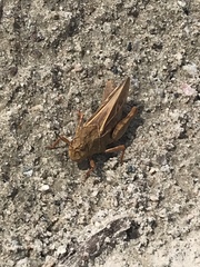 Pardalophora apiculata