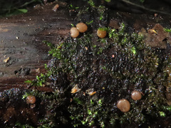 Adelphella babingtonii