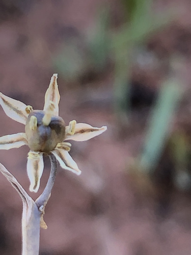 Image of Drimia multisetosa by (c) Tam, some rights reserved (CC BY-SA)