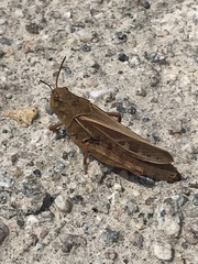 Pardalophora apiculata