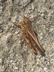 Pardalophora apiculata