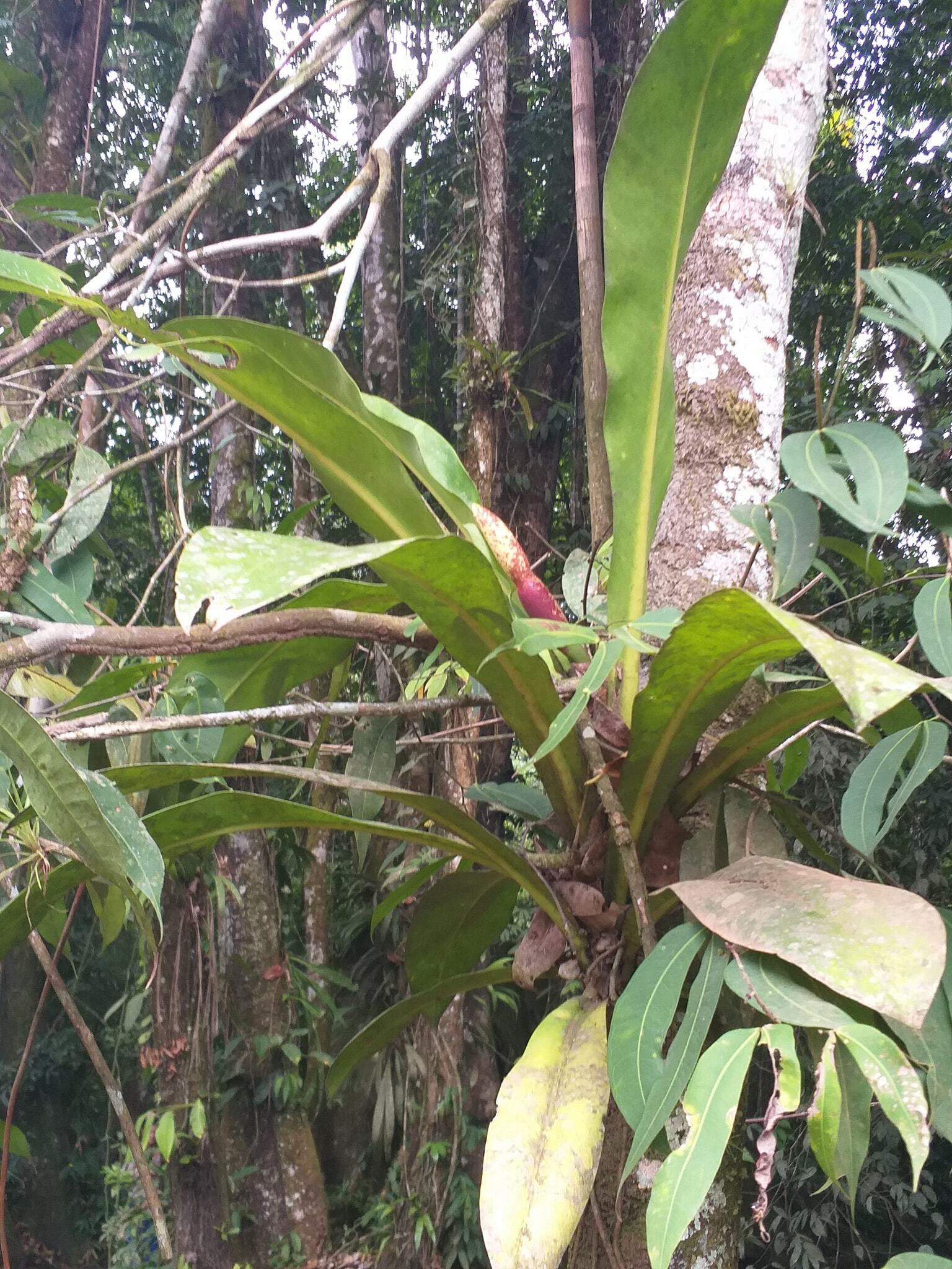 Philodendron linnaei