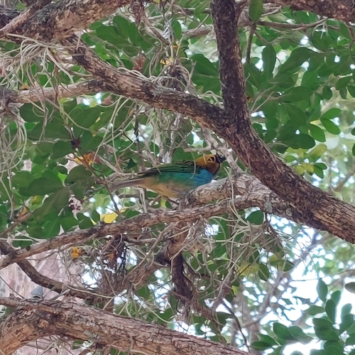 Gilt-edged Tanager
