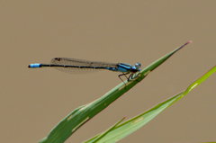 Acanthagrion lancea