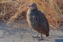 Pternistis swainsonii swainsonii
