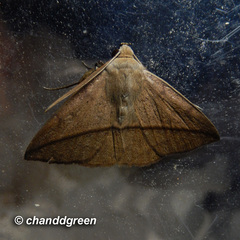 Ugia purpurea