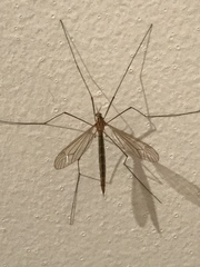 Nephrotoma appendiculata
