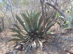 Agave scaposa