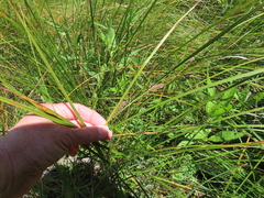 Carex pellita