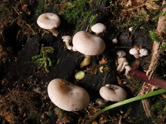 Clitocybe truncicola