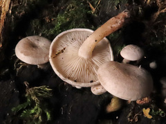 Clitocybe truncicola