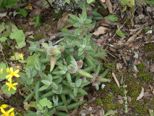 Crassula mesembryanthoides