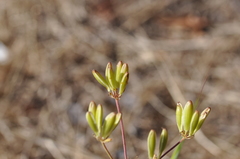 Lomatium triternatum brevifolium
