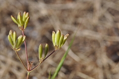 Lomatium triternatum brevifolium