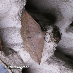Ugia purpurea