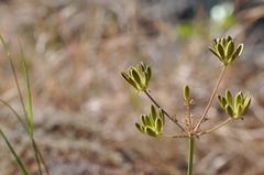 Lomatium triternatum brevifolium