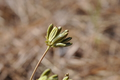 Lomatium triternatum brevifolium