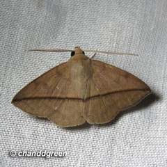 Ugia purpurea