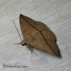 Ugia purpurea