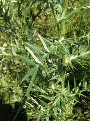 Cirsium tenoreanum