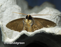Ugia purpurea