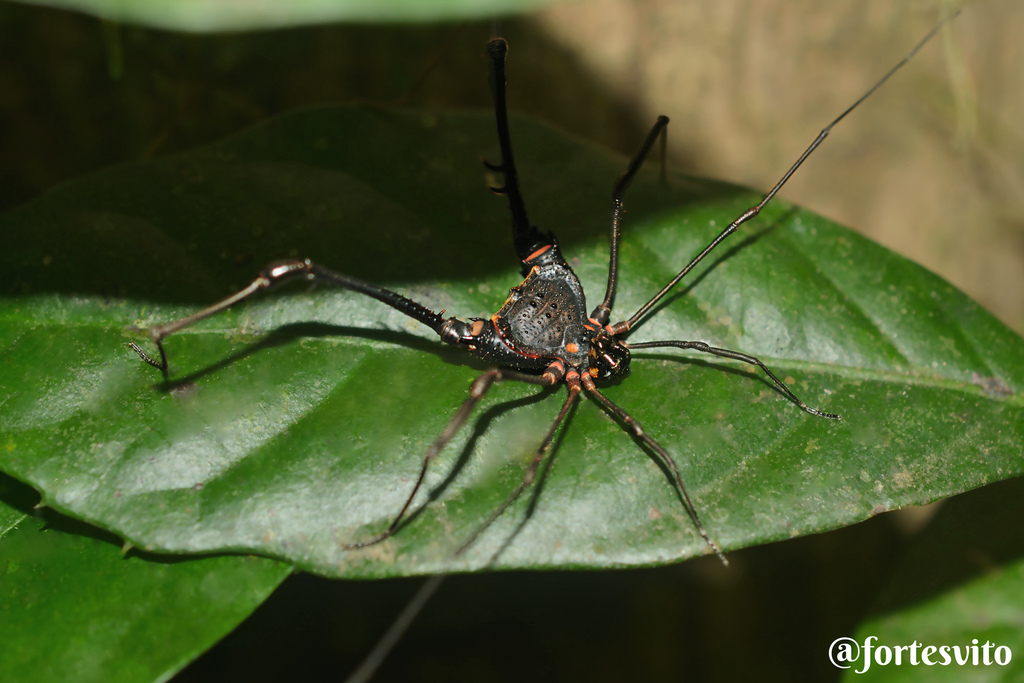 daddy longlegs
