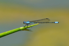 Acanthagrion lancea