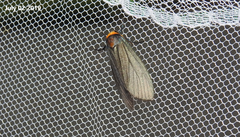 Macrobrochis staudingeri