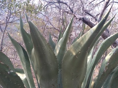 Agave scaposa