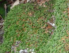 Macromitrium retusum