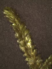 Neckera laevigata