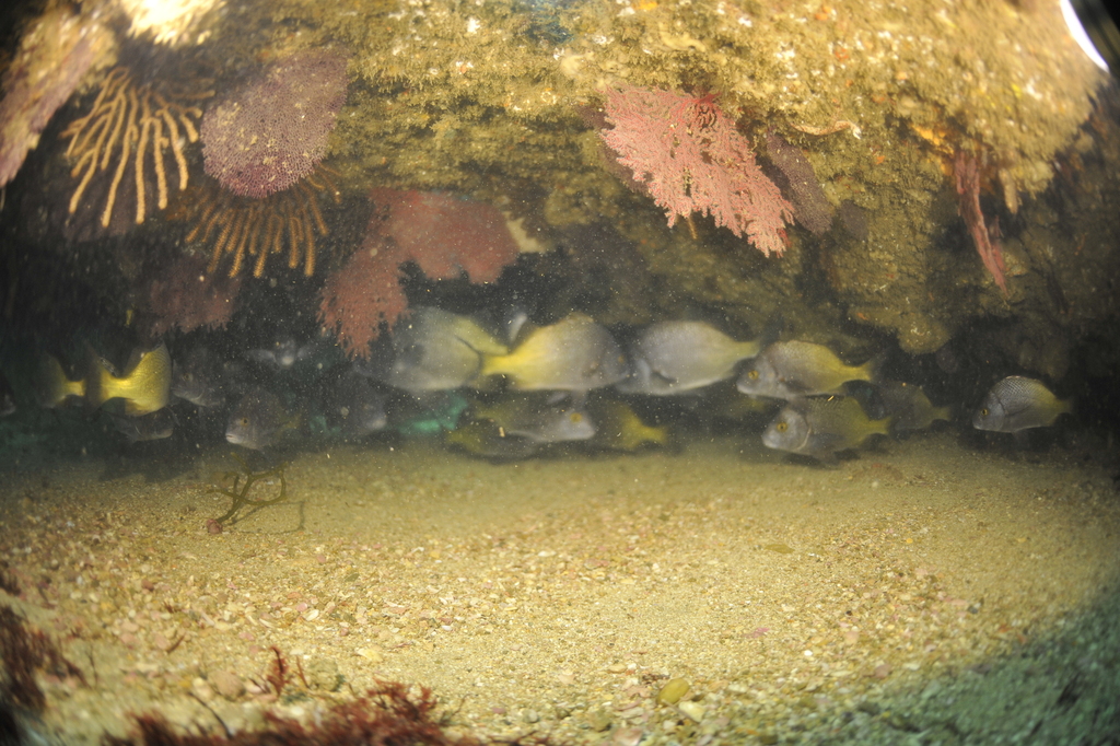 Burrito-grommer (Anisotremus interruptus) — Haemulidae