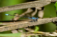 Acanthagrion lancea