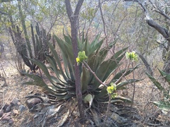 Agave scaposa