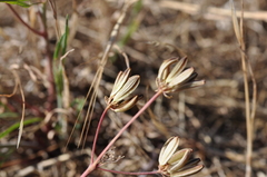 Lomatium triternatum brevifolium
