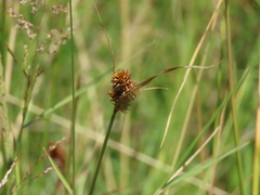 Carex unilateralis
