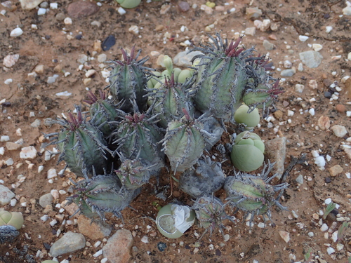 Mini Noors (Euphorbia pillansii)
