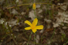 Hypericum olympicum
