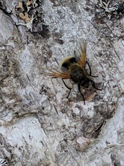 Mesembrina decipiens