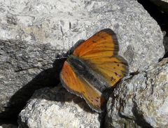 Lycaena cupreus