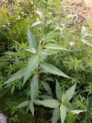 Persicaria lapathifolia lanata