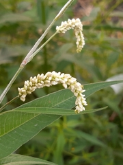 Persicaria lapathifolia lanata