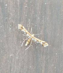 Geina periscelidactylus