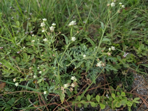 Parthenium hysterophorus image