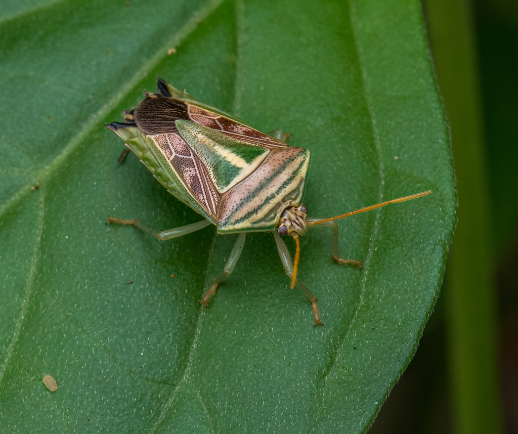 Edessa collaris