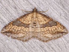 Orthonama evansi